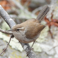 Bewick's Wren